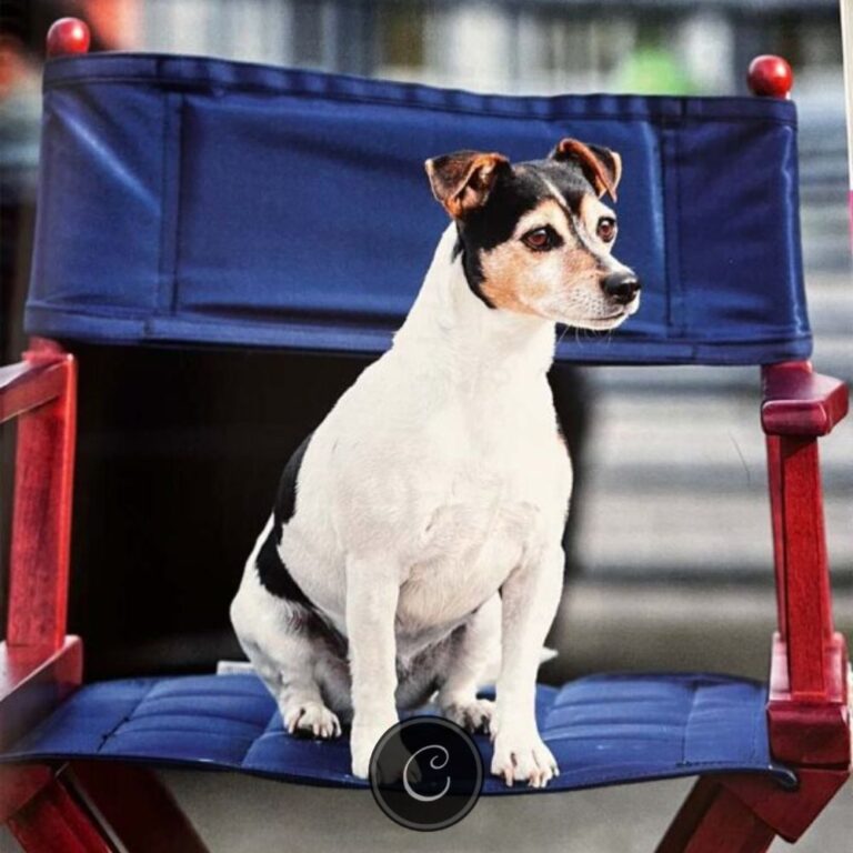 Regisseursstoel laag met naam